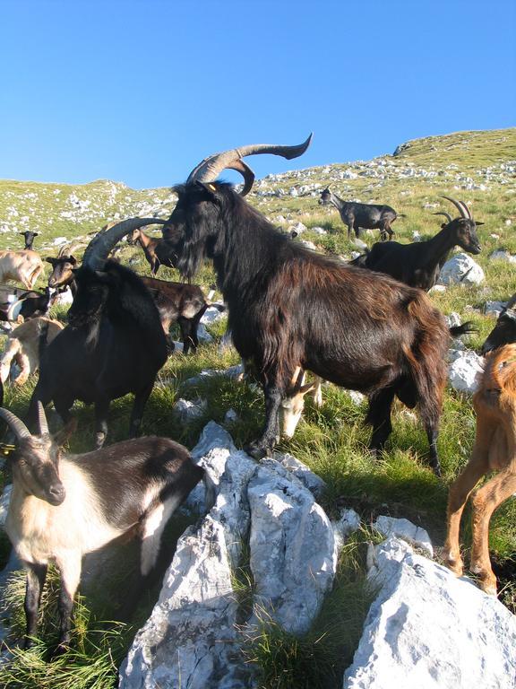 Tourist Farm Zvanc Kobarid Extérieur photo